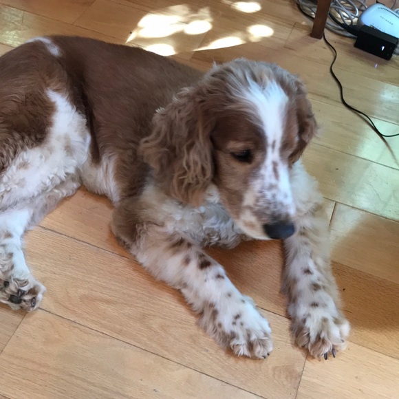 Meet your Posher, Jan - Picture 1 of 1